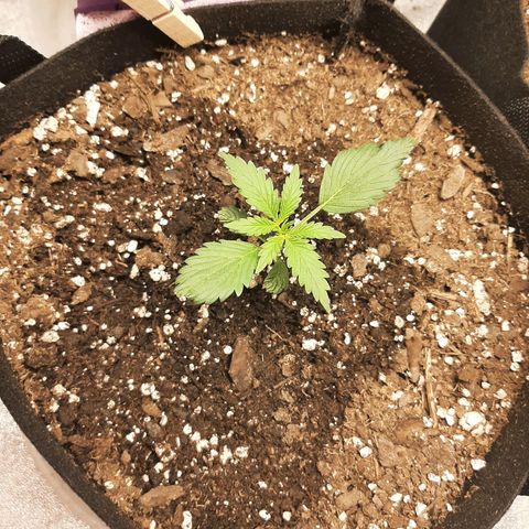Skyler growlog photo: Skyler 2 weeks from sprout 