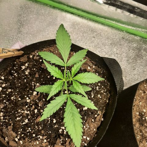 Skyler growlog photo: Jane 2 weeks from sprout 