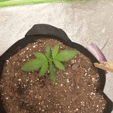 Skyler growlog photo: Francesca 2 weeks from sprout 