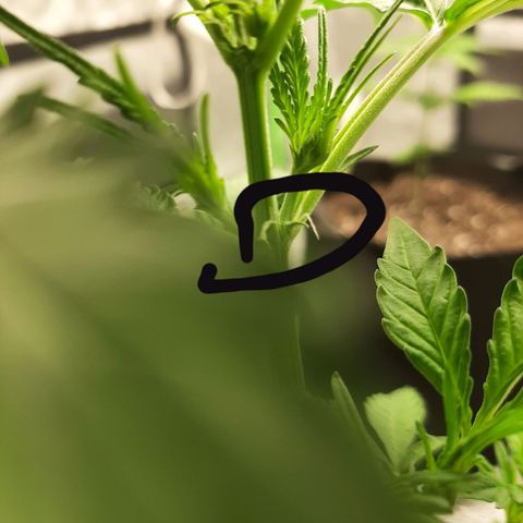Skyler growlog photo: Jane preflowers, first noted 20 days from sprout
