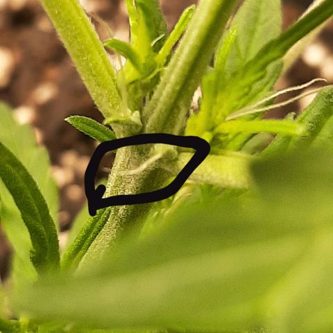 Skyler growlog photo: Skyler preflower, 20 days from sprout