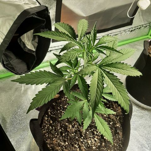 Skyler growlog photo: Jane, 20 days from sprout
