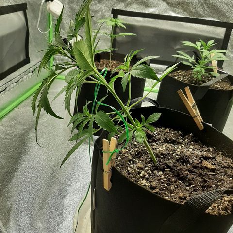 Skyler growlog photo: How the LST for Jane ended
