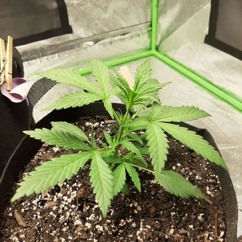 Skyler growlog photo: Skyler, 20 days from sprout