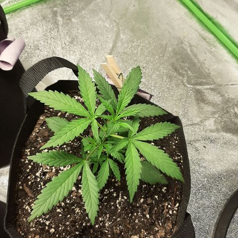 Skyler growlog photo: Skyler, 20 days from sprout