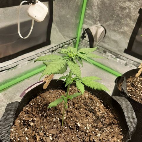 Skyler growlog photo: Francesca, 20 days from sprout