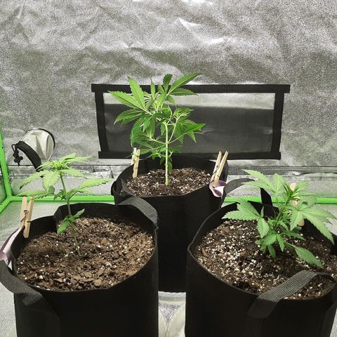 Skyler growlog photo: All three including Jane post LST, 20 days from sprout