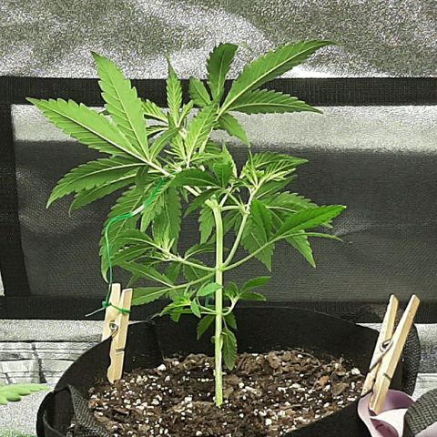 Skyler growlog photo: Jane, right after LST
