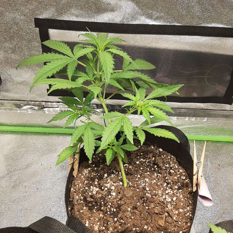 Skyler growlog photo: Jane, 24 hours after lst