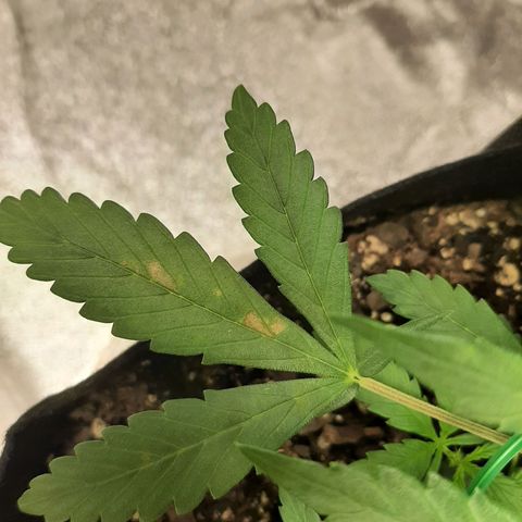 Skyler growlog photo: Leaf issue on Skyler. More info in the log