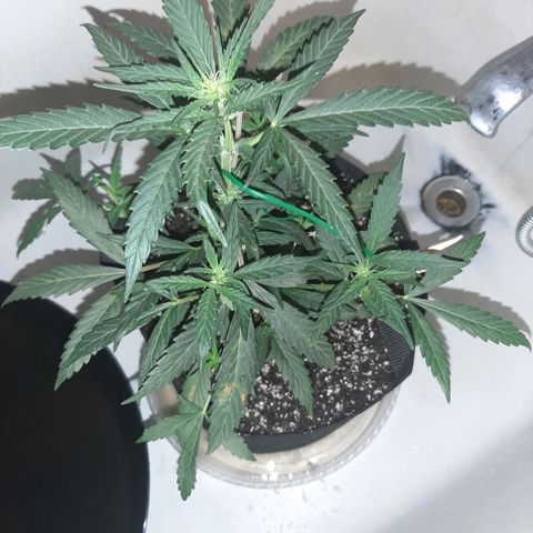 Skyler growlog photo: Skyler, 4 weeks from sprout post flush