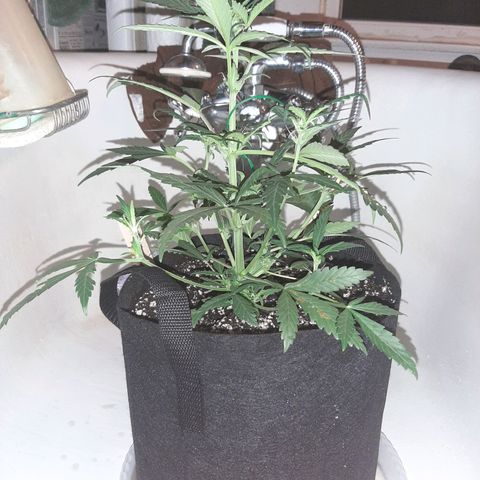 Skyler growlog photo: Skyler, 4 weeks from sprout post flush