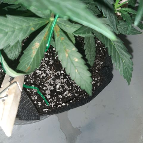Skyler growlog photo: Skyler's most heavily impacted leaf from the issue I've been trying to remedy