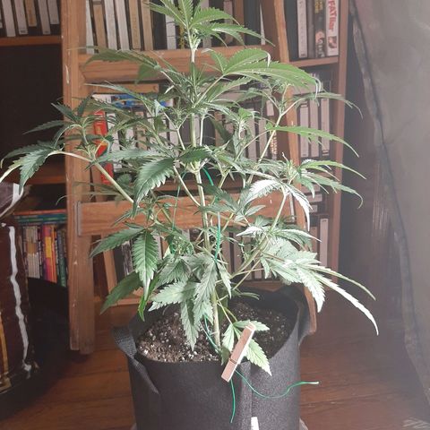 Skyler growlog photo: Jane, 4 weeks from sprout