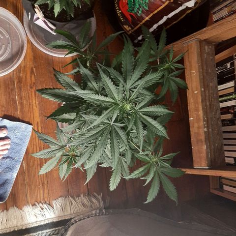 Skyler growlog photo: Jane, 4 weeks from sprout