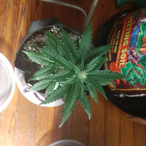 Skyler growlog photo: Francesca, 4 weeks from sprout 