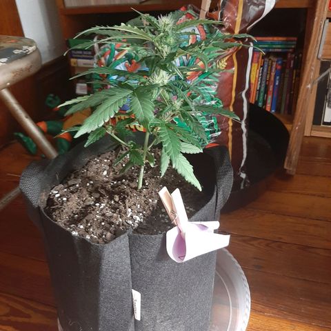 Skyler growlog photo: Francesca, 4 weeks from sprout 