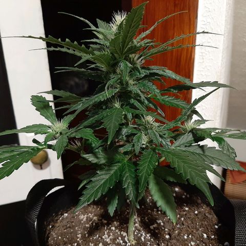 Skyler growlog photo: Francesca, 5 weeks from sprout