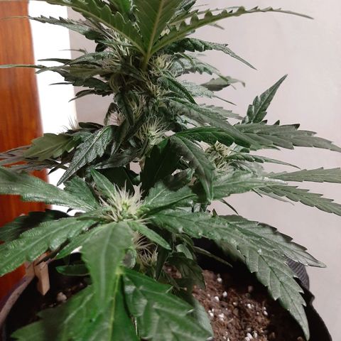 Skyler growlog photo: Francesca, 5 weeks from sprout
