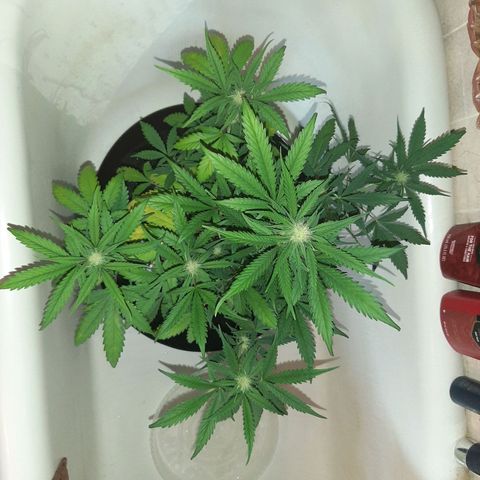 Skyler growlog photo: Jane, 5 weeks from sprout