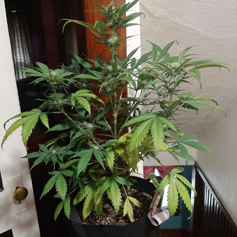 Skyler growlog photo: Jane, 5 weeks from sprout
