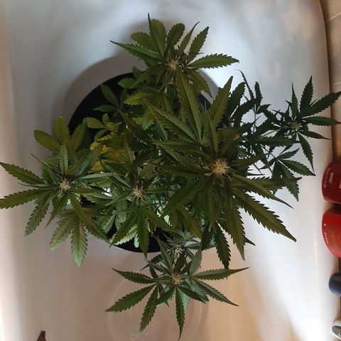 Skyler growlog photo: Jane, 5 weeks from sprout