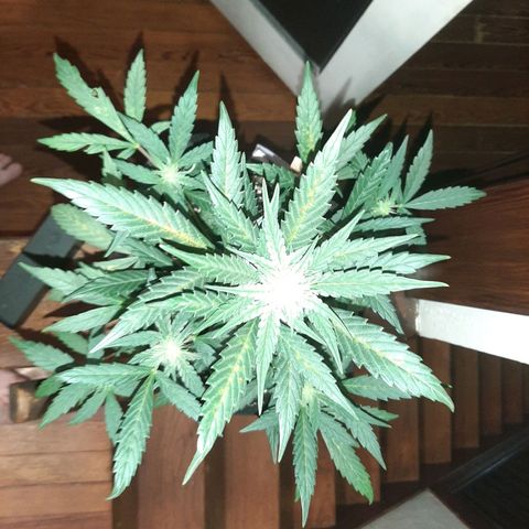 Skyler growlog photo: Skyler, 5 weeks from sprout