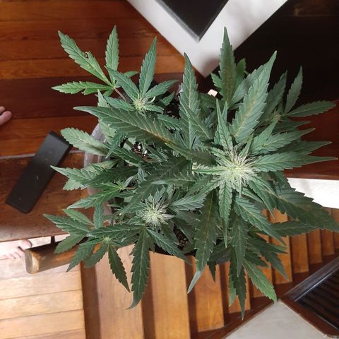 Skyler growlog photo: Skyler, 5 weeks from sprout