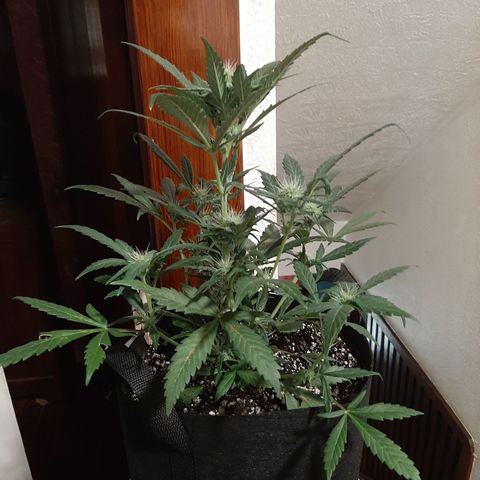 Skyler growlog photo: Skyler, 5 weeks from sprout