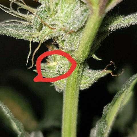 Skyler growlog photo: Nanner discovered on Skyler, 6 weeks from sprout.