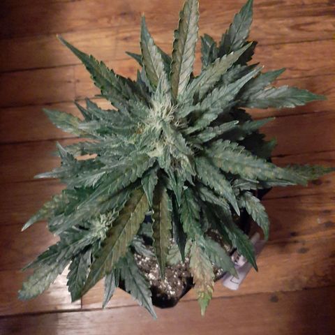 Skyler growlog photo: Francesca, 6 weeks 1 day from sprout 