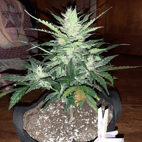 Skyler growlog photo: Francesca, 6 weeks 1 day from sprout 