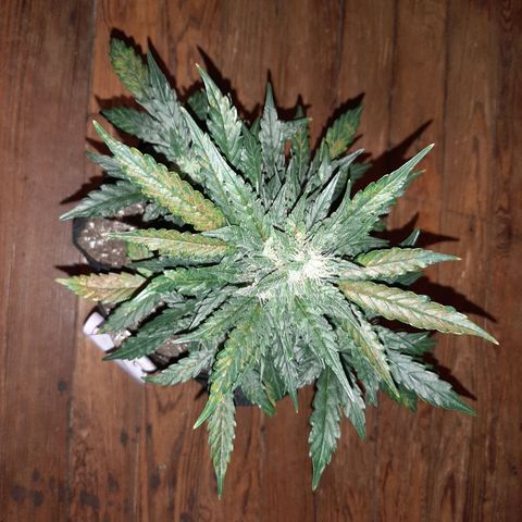 Skyler growlog photo: Francesca, 6 weeks 1 day from sprout 