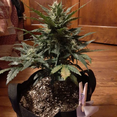 Skyler growlog photo: Francesca, 6 weeks 1 day from sprout 