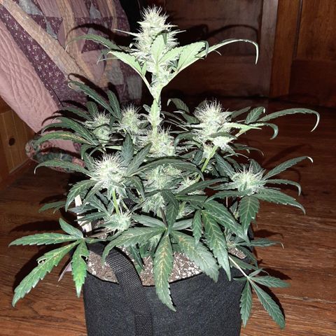Skyler growlog photo: Skyler, 6 weeks 1 day from sprout 