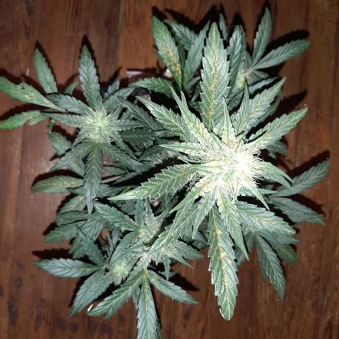 Skyler growlog photo: Skyler, 6 weeks 1 day from sprout 