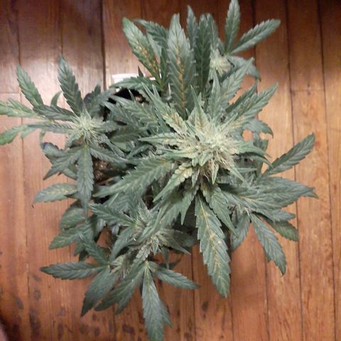 Skyler growlog photo: Skyler, 6 weeks 1 day from sprout 