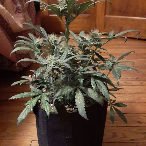 Skyler growlog photo: Skyler, 6 weeks 1 day from sprout 