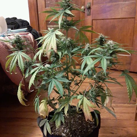 Skyler growlog photo: Jane, 6 weeks 1 day from sprout. She is thirsty here.