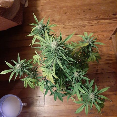 Skyler growlog photo: Jane, 6 weeks 1 day from sprout. She is thirsty here.