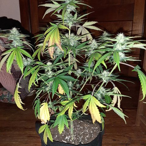 Skyler growlog photo: Jane, 6 weeks 1 day from sprout. She is thirsty here.