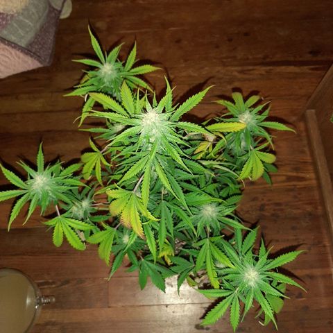 Skyler growlog photo: Jane, 6 weeks 1 day from sprout. She is thirsty here.