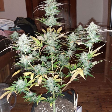 Skyler growlog photo: Jane, 7 weeks 1 day from sprout