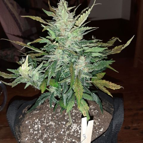 Skyler growlog photo: Francesa,  7 weeks 1 day from sprout