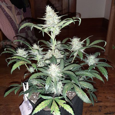 Skyler growlog photo: Skyler,  7 weeks 1 day from sprout