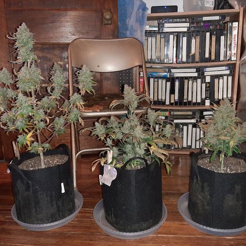 Skyler growlog photo: Pre harvest, post wet trim. Drying now