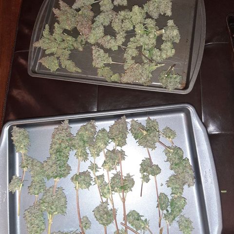 Skyler growlog photo: Pre harvest, post wet trim. Drying now