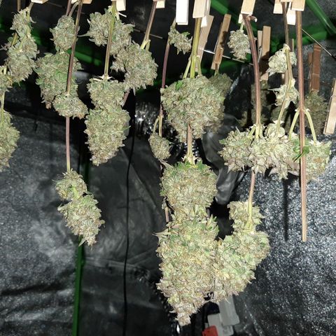 Skyler growlog photo: A peek into the tent