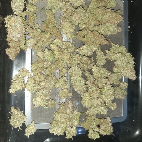 Skyler growlog photo: Bout to be jarred