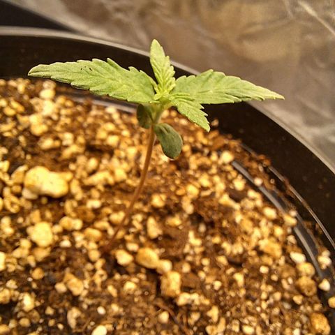 Critical Plus 1 - LST growlog timeline photo